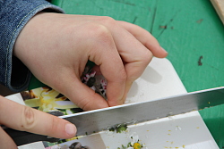 Das Bild zeigt Hände, die Wildkräuter auf einem Brettchen mit einem Messer in der rechten Hand schneiden 